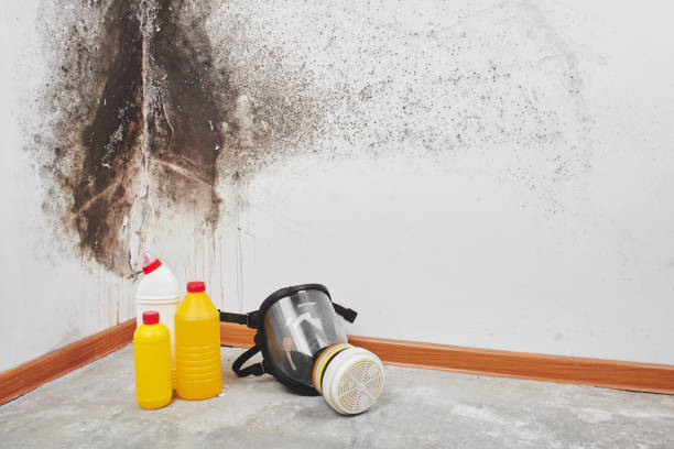 Glenvar Heights, FL Mold Removal Company