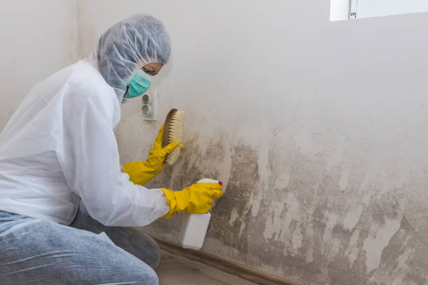 Best Crawl Space Mold Removal  in Glenvar Heights, FL