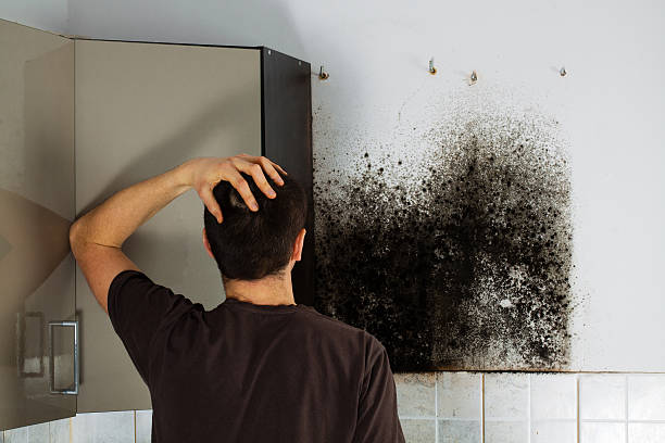 Best Commercial Mold Removal  in Glenvar Heights, FL