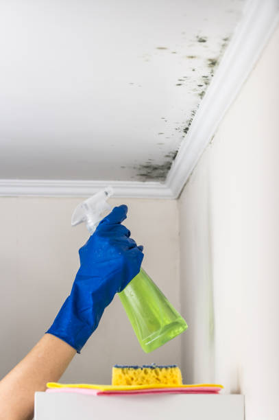 Mold Removal and Inspection in Glenvar Heights, FL