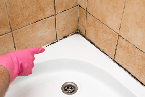 Best Mold Removal and Inspection  in Glenvar Heights, FL